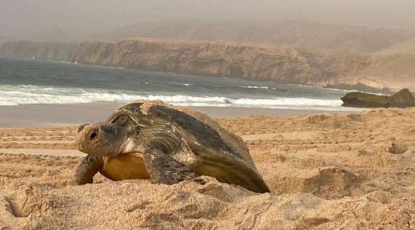 محمية رأس الجنز للسلاحف