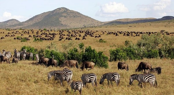 محمية ماساي مارا الوطنية