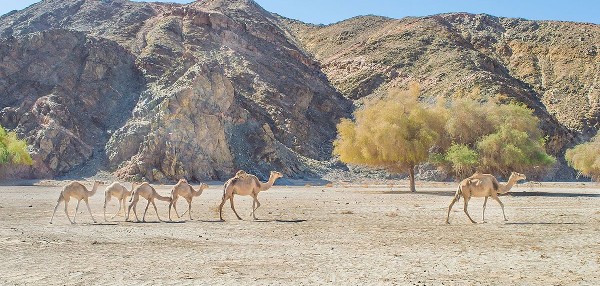 محمية وادي الجمال