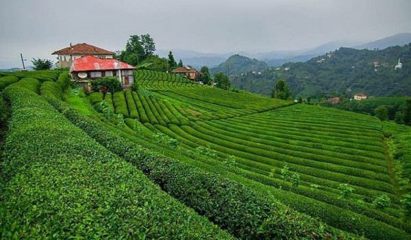 مزارع الشاي