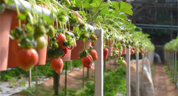 مزارع الفراولة