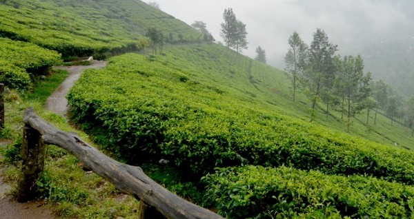 مزارع جونونج ماس