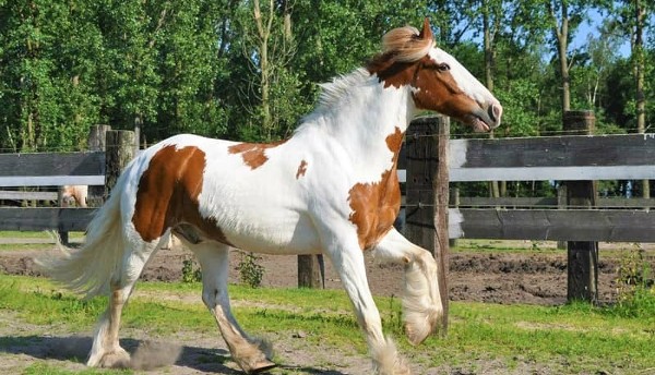 مزرعة أوانا هورس رانش