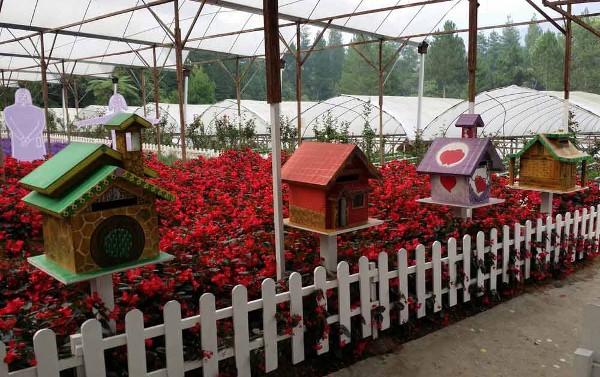 مزرعة الفراولة