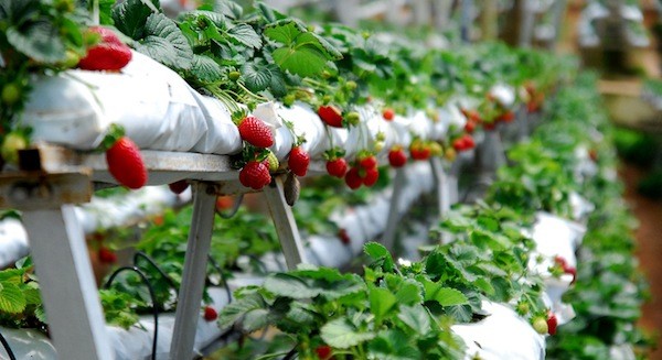 مزرعة الفراولة