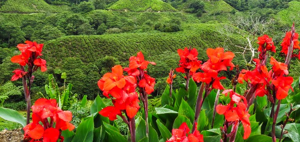 مزرعة عسل النحل