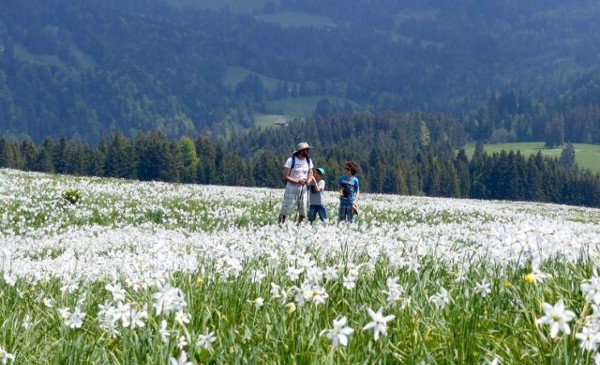 مسارات النرجس