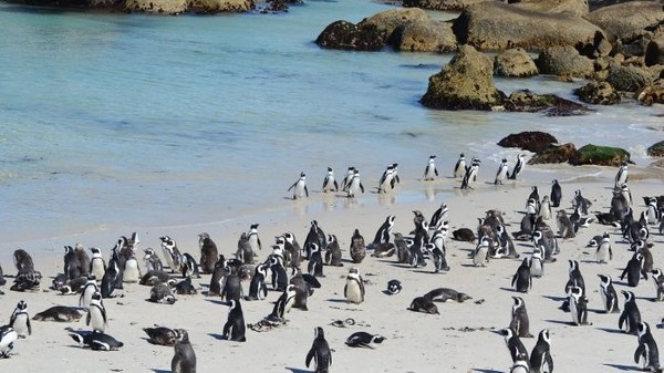 مستعمرة البطاريق