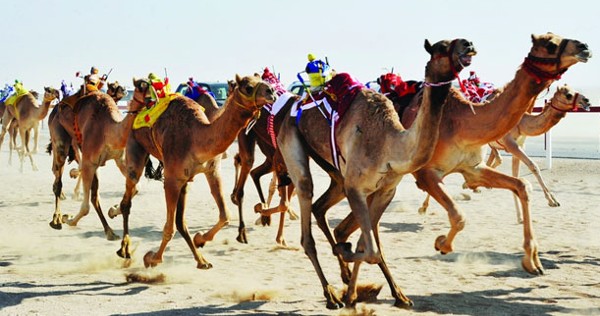 مضمار سباق الهجن