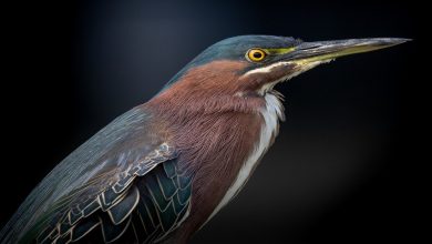 معلومات عن طائر البلشون