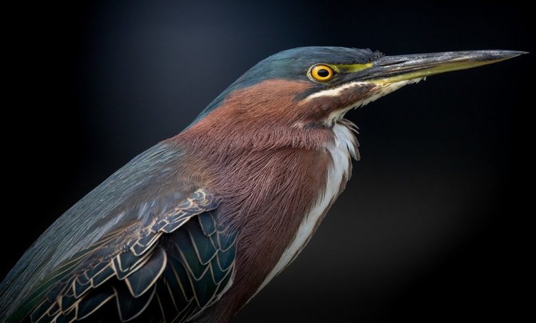 معلومات عن طائر البلشون