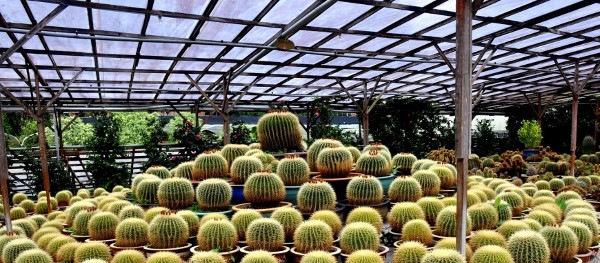 وادي الصبار