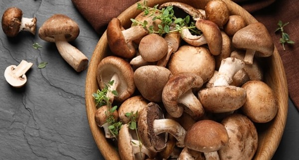 أضرار المشروم