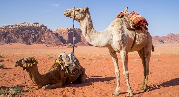 أضرار بول الإبل