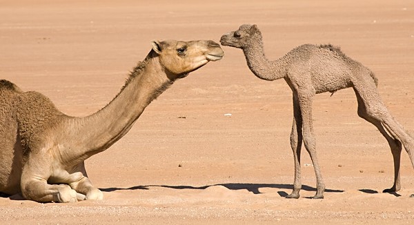 أضرار بول الإبل