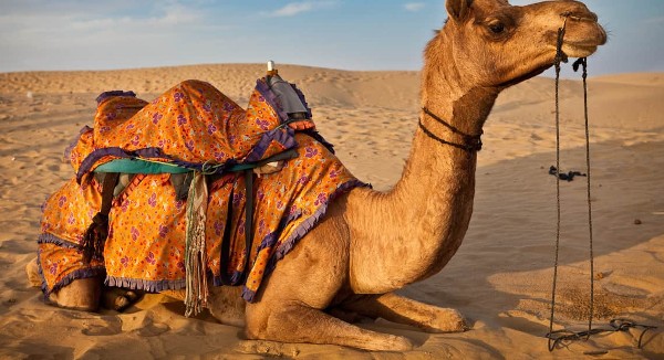 أضرار بول الإبل