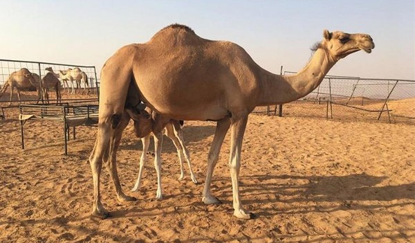 فوائد بول الإبل