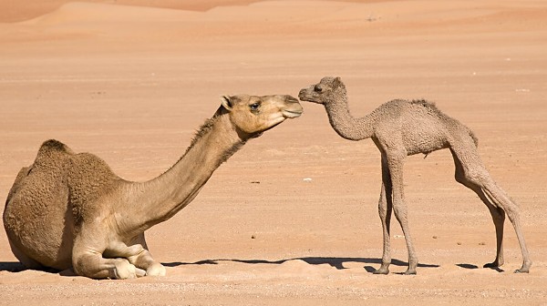 فوائد بول الإبل