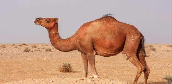 فوائد بول الإبل