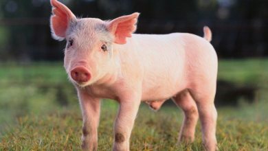 كم سنة تعيش الخنازير ؟