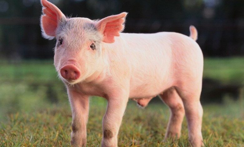 كم سنة تعيش الخنازير ؟