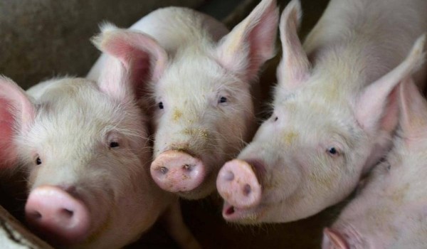 كم سنة تعيش الخنازير ؟