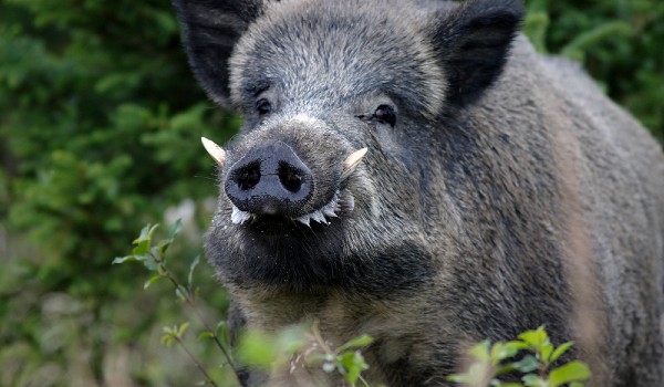 كم سنة تعيش الخنازير ؟