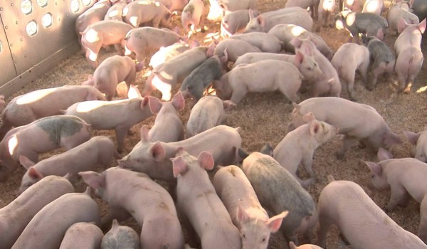 كم سنة تعيش الخنازير ؟