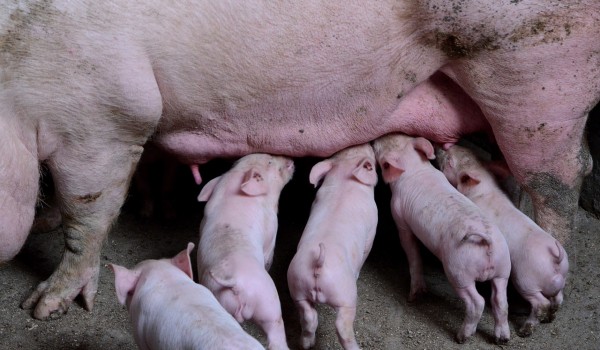 كم سنة تعيش الخنازير ؟