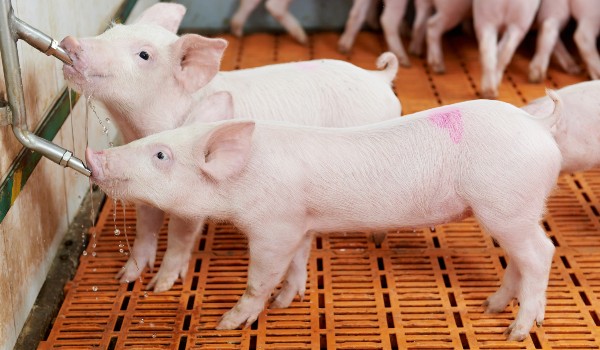 كم سنة تعيش الخنازير ؟