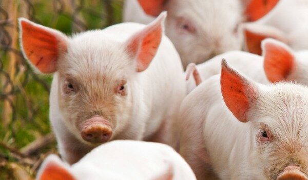 كم سنة تعيش الخنازير ؟