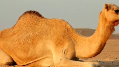 معلومات عن الجمل