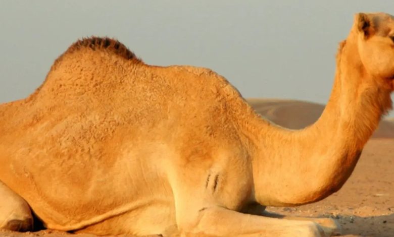 معلومات عن الجمل