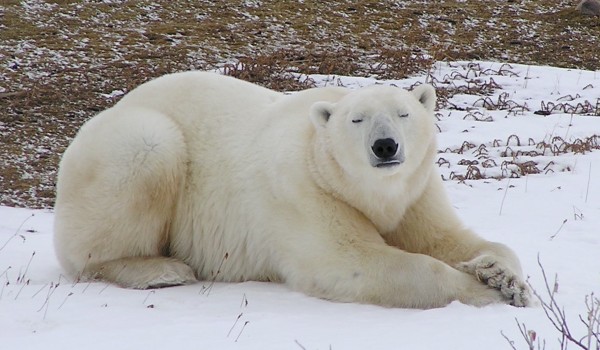 أكبر دب في العالم