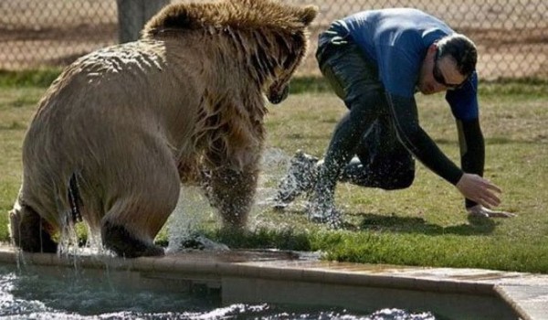 أكبر دب في العالم