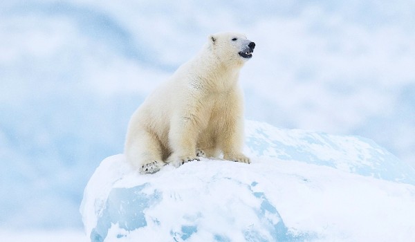 معلومات عن أكبر دب في العالم