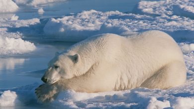 معلومات عن أكبر دب في العالم