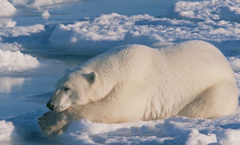 معلومات عن أكبر دب في العالم