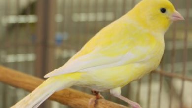 طيور الكناري