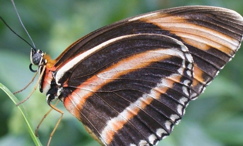 أنواع الفراشات