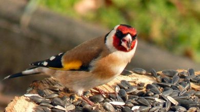 معلومات عن طائر الحسون