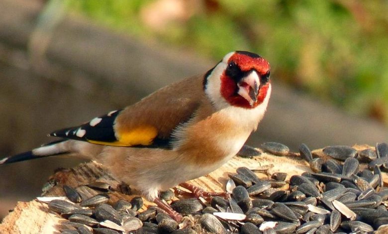 معلومات عن طائر الحسون