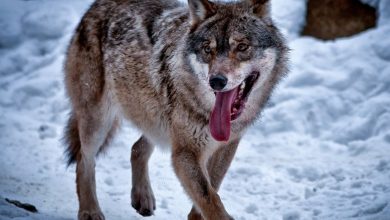 معلومات عن الذئب