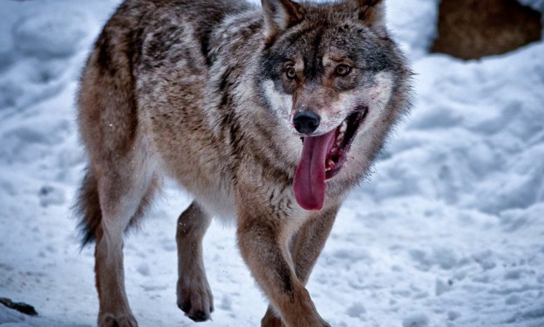 معلومات عن الذئب