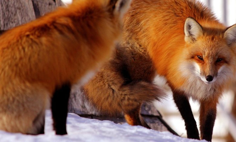 ماذا يأكل الثعلب ؟