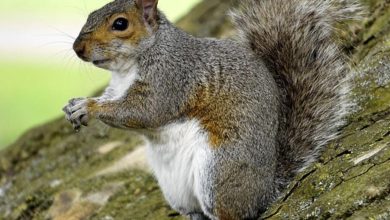 ماذا تأكل السناجب ؟