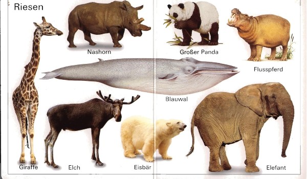 كلمات المانية للمبتدئين