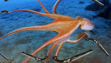 معلومات عن الأخطبوط