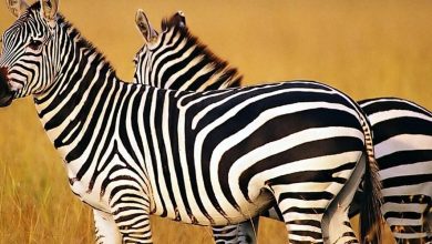 معلومات غريبة عن الحمار