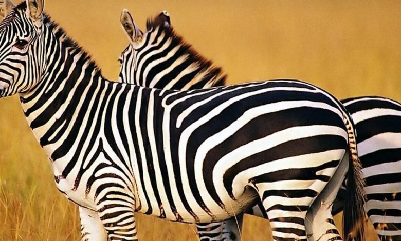 معلومات غريبة عن الحمار